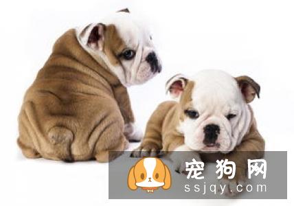 【骨嘴沙皮】骨嘴沙皮好养吗?骨嘴沙皮图片|价格|训练