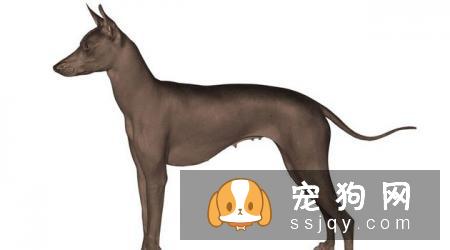 大型印加无毛犬和小型印加无毛犬的区别