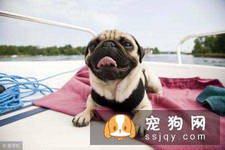 【狗粮品牌大全】八哥犬吃什么狗粮好？