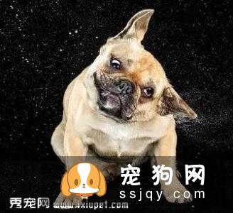 狗狗总是甩耳朵是怎么回事？