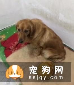 金毛能吃什么水果 金毛吃水果要注意什么