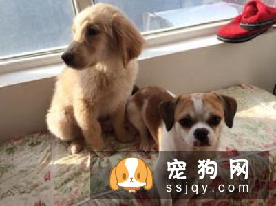 金毛能吃什么蔬菜 金毛吃什么蔬菜好