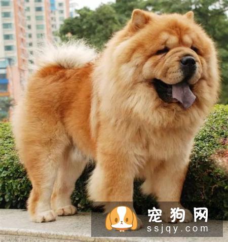 喂养狗狗的禁忌