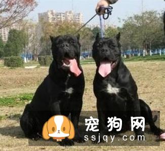 纽芬兰犬多少钱，好养吗?纽芬兰犬图片|价格|训练