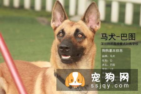 比利时玛利诺犬好养吗?比利时玛利诺犬图片|价格|训练