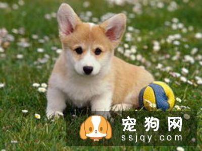 惠比特犬智商高吗?惠比特犬图片|价格|训练