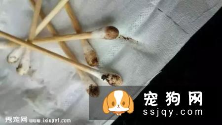 狗狗总是甩耳朵是怎么回事？