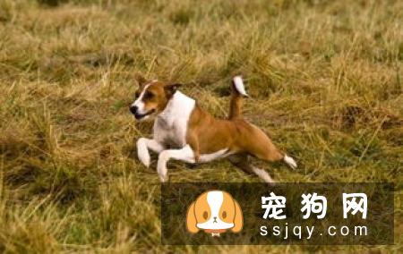 巴仙吉犬好养吗_智商高不高_巴仙吉犬多少钱一只
