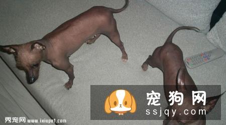 大型印加无毛犬和小型印加无毛犬的区别