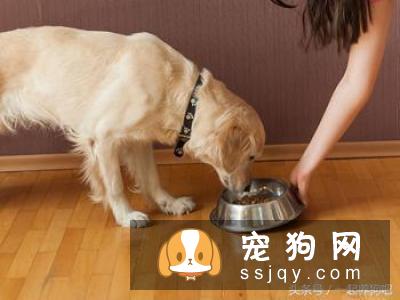 狗狗皮肤干燥怎么办