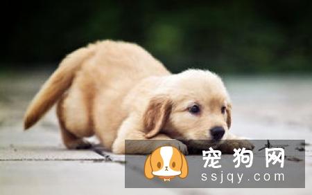 连养狗老手都未必清楚的五个常识问题