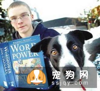 【边境牧羊犬】边境牧羊犬价格|训练|介绍