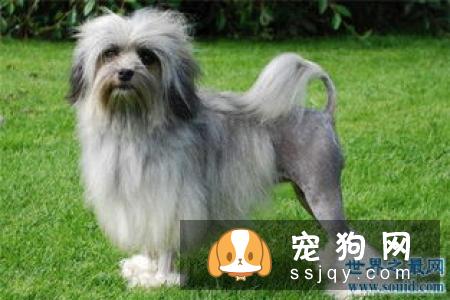 法老王猎犬-已存在至少5000年古老犬种