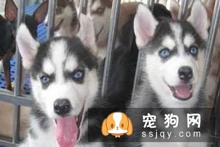 想让哈士奇的毛色更漂亮？