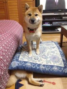 狗狗急救知识，铲屎君必备技能！