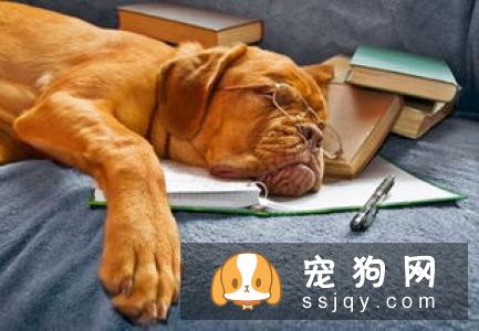 养了很久的狗狗开始凶主人是什么原因？