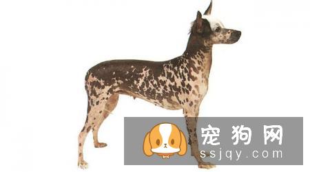 大型印加无毛犬和小型印加无毛犬的区别