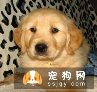 金毛幼犬怎么喂养 喂养金毛幼犬需要注意哪些