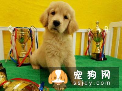 金毛寻回犬好养吗?金毛寻回犬图片|价格|训练