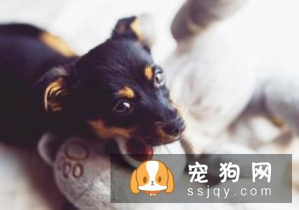 【狗狗断尾】罗威纳犬怎么断尾？