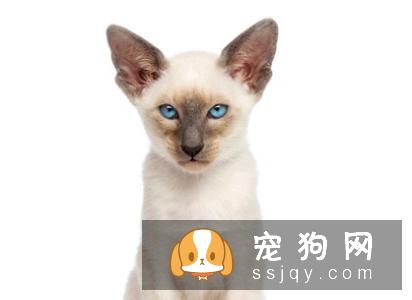 喂养宠物之前这些知识你必须了解
