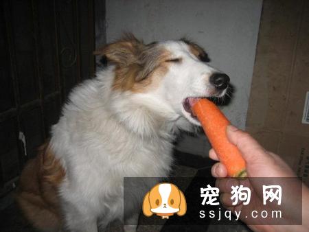【狗狗不能吃什么食物】腊肠犬喜欢吃什么？