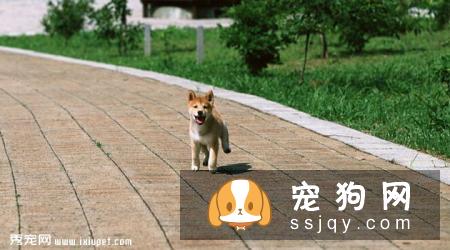 柴犬多少钱一只，好养吗？