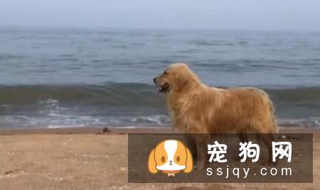 怀孕期的狗狗一定要注意这些饮食，否则后果不堪设想！