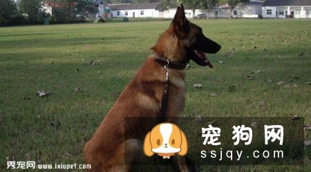比利时玛利诺犬好养吗?比利时玛利诺犬图片|价格|训练
