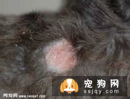 如果你不想让狗狗得“皮肤病”受罪，最好打开这篇文章！
