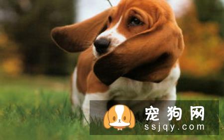 寻血猎犬好养吗?寻血猎犬图片|价格|训练|智商