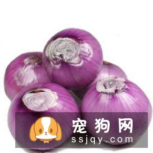 这三种家里常见的蔬菜和食物一定不要让小型狗狗误食