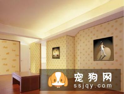 迷你牛头梗的选购方法_迷你牛头梗的外形特征和介绍