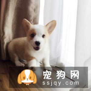 【狗狗缺钙原因】牛头梗补钙的方法是什么？