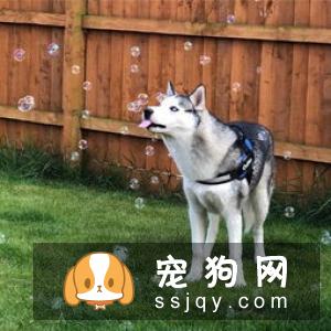 纯种的哈士奇有什么特征