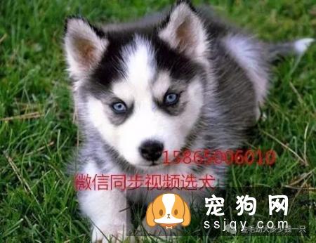 金毛可以吃草莓吗 金毛吃草莓的危害