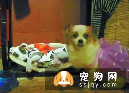 宠物狗穿衣服真的好吗，看看利弊吧！