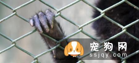每一次把它关进笼子里，它总是撕心裂肺的嚎叫