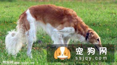 狼犬的外形特征介绍_狼犬种类及智商