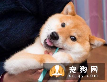 狗狗需不需要刷牙？