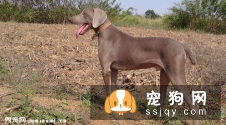 魏玛犬多少钱,好养吗?魏玛犬图片|价格|训练