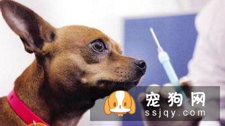 喂养狗狗的禁忌