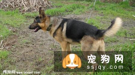 狼犬的外形特征介绍_狼犬种类及智商