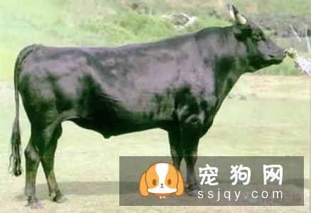 【拳师犬】拳师犬的习性特征及常见疾病