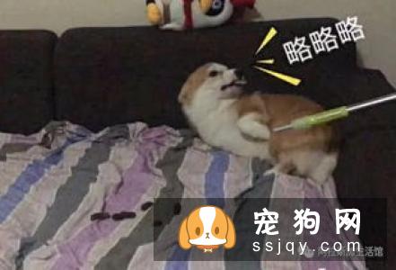 狗狗脑袋为什么很臭？