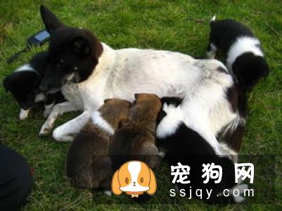 金毛幼犬拉稀 金毛幼犬拉稀怎么办