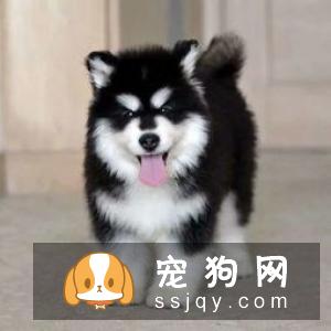 【狗狗缺钙原因】牛头梗补钙的方法是什么？