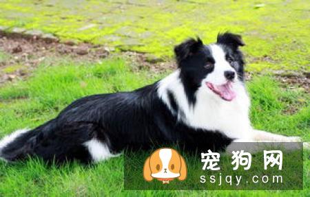 魏玛犬多少钱,好养吗?魏玛犬图片|价格|训练