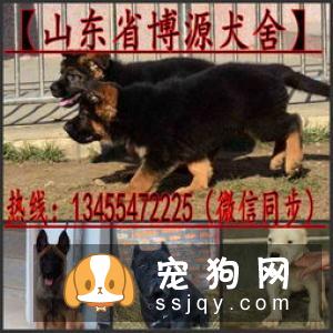 【苏联红犬】苏联红犬好养吗?苏联红犬图片|价格|训练