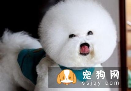 狗狗“大姨妈”了，该怎么办？